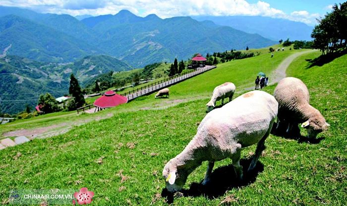 Nông trường Cingjing nông trại nuôi cừu lớn nhất miền trung Đài Loan