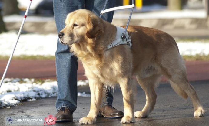 China Airlines chấp nhận vận chuyển chó dẫn đường