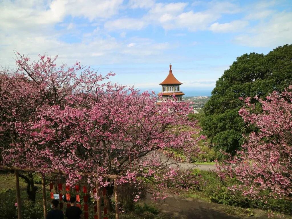 Hoa anh đào ở Đền Tamsui Wuji Tianyuan