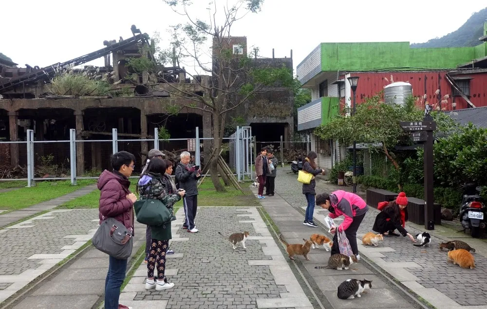 Những việc cần làm trong chuyến đi trong ngày đến Làng mèo Houtong