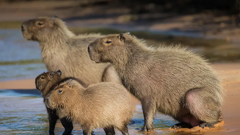 Thiên đường Pingtung Kenting - Điểm ngắm Capybaras tuyệt vời nhất ở Đài Loan